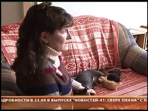Собака помогает кошке воспитывать котят