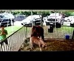 Funny ZOO fails and moments   Funny animal compilation