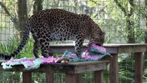 The Big Cats Get Valentines