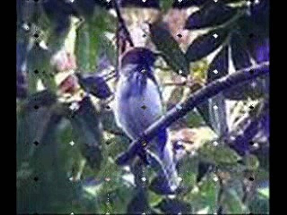 Araponga-de-barbelas - Procnias averano