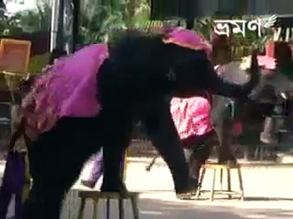 new funny videos 2015