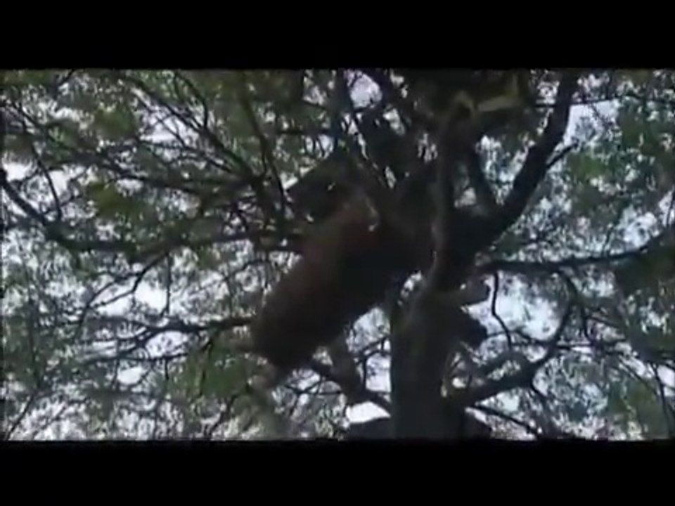 Hamer Tribe native african tribe