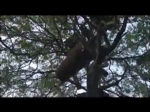 Hamer Tribe native african tribe