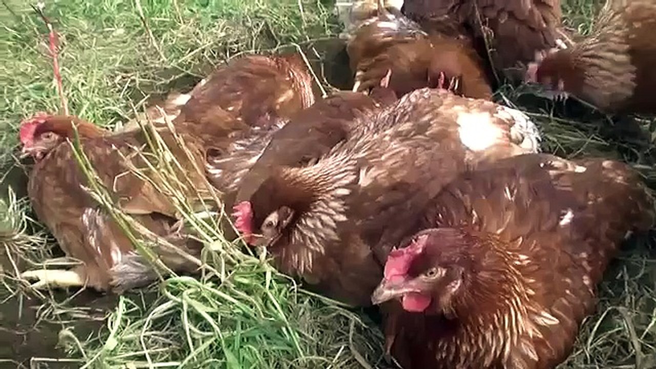 Nellie's Certified Humane Free Range Eggs - Humane Farm Animal Care