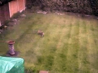 Mother Fox and Two Baby Foxes playing