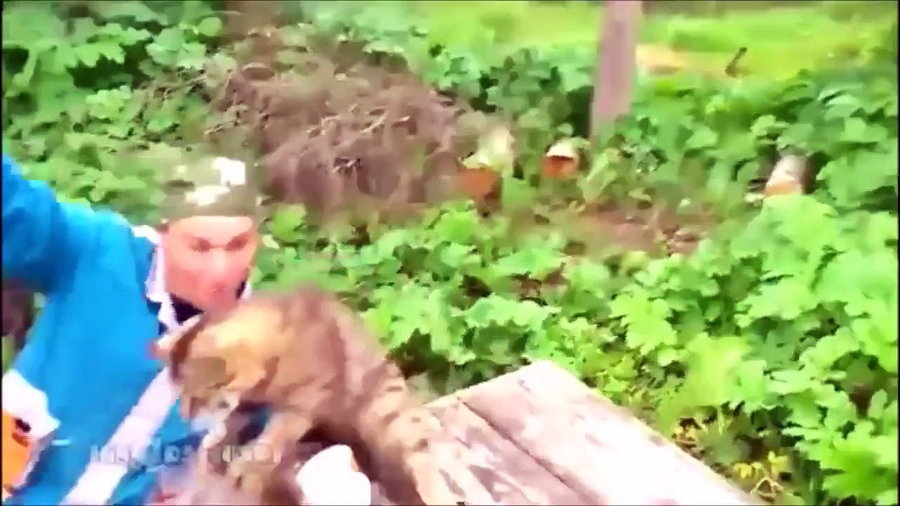 Funny Cats! Funny Video Compilation 2015 Part 11