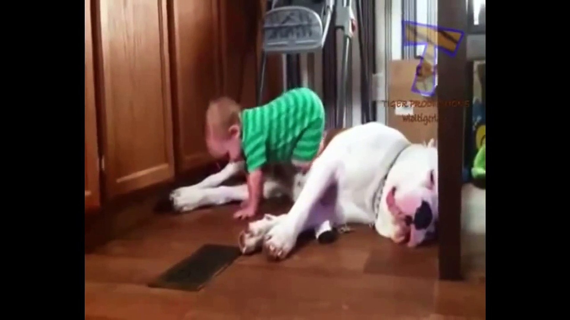 Funny Animal  -  Funny Animals