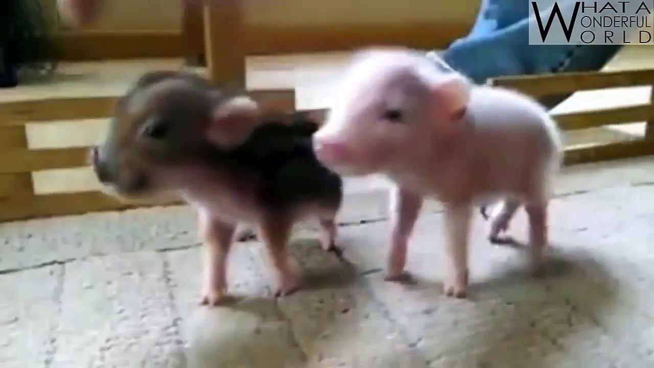 Funny and cute animal compilation 2015