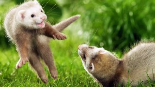 Funny and cute ferret videos compilation