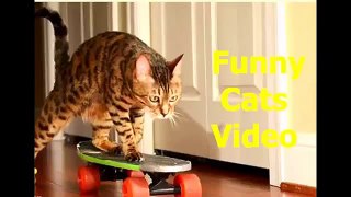 Funny Cats   Funny Cat Videos   Funny Dog Videos   Funny Animals Compilation 20151