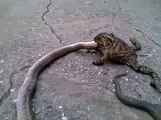 مینڈک نے سانپ کو پکڑ رکھا ہے ۔۔ ناقابل یقین ویڈیو