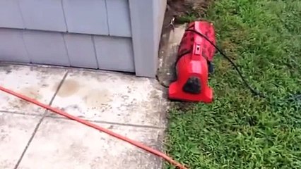 How to get rid of bees or wasps in the ground.