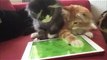Two Cats Plays on iPad