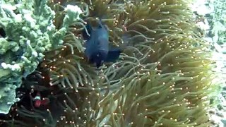 DIVING THE PHILIPPINES - THE ANEMONE FISH