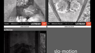 Athena ESO 2 owlets fledge 8:28pm & 8:30pm  5-17-2015