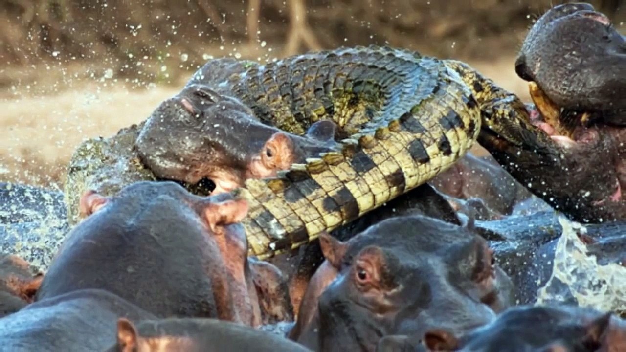 Hippo Kills Crocodile Video