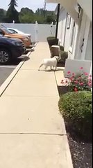 funny dog :-) Ha ha ha