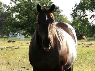 Feeding the Animals with Don Part I