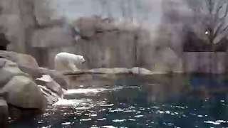 Polar Bears Jumping in the water at the Pittsburgh Zoo