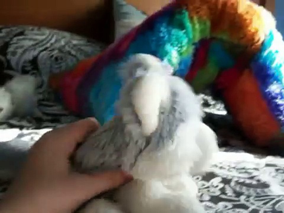 Webkinz Wolf Pack Episode 1