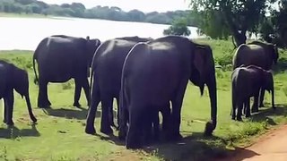 Elephants at Yala Park lnka Top ten10@animal