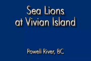Sea Lions near Vivian Island, Powell River, BC, Canada