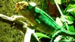 Chamäleon schießt Heuschrecken - Chameleon eats crickets