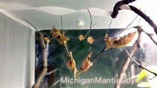 Violin Mantis lays an Ootheca