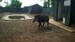 Tapir sprays urine in girls face at Twycross zoo