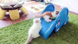 Kittens Slide Down Elephants Trunk
