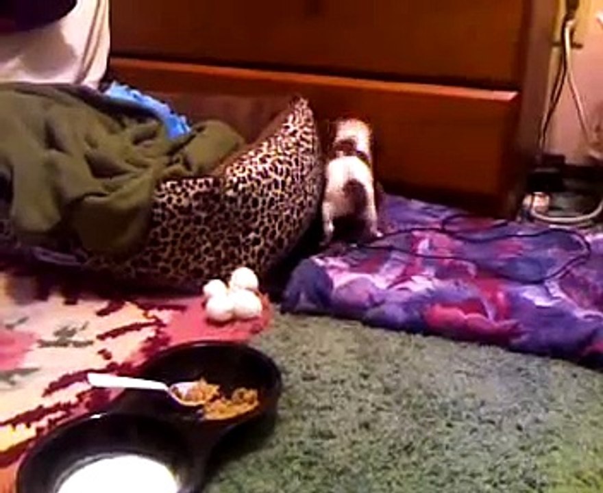 EL ATAKE DE UN PERRO ASESINO A UN OSO