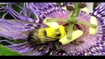 Bee pollinating passion flower