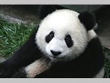 Pet Photo Fun PANDA HAPPY BIRTHDAY SONG