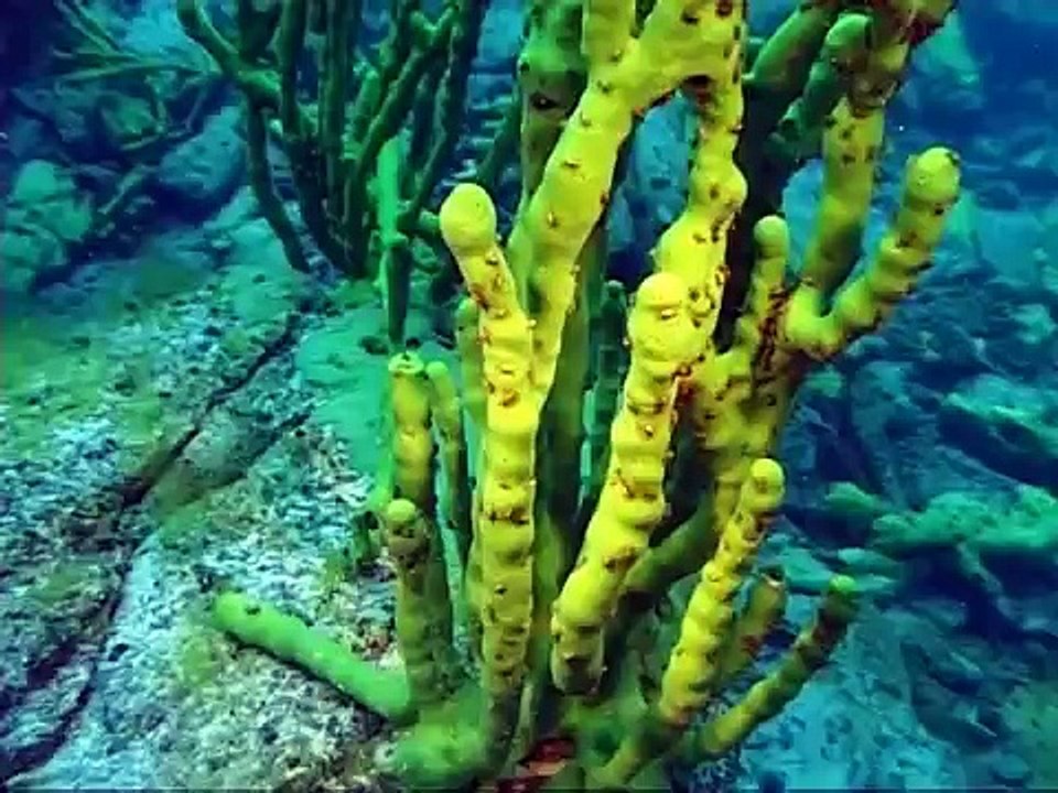 Дайвинг на озере Байкал.