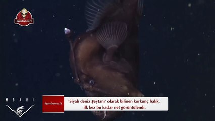 Siyah deniz şeytanı, 1900 metre derinlikte görüldü