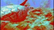 Virtual Dive: Hawksbill Seaturtle l www.AquaSportsInc.com l Scuba Diving l Florida l Fort Lauderdale l Ft Lauderdale l Pompano l Miami l Key Largo l Keys l Bahamas