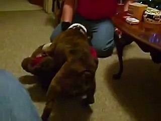 BULLDOG HUMPING TEDDY BEAR- DOGGY STYLE, OF COURSE