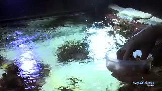 L'Aquarium de Paris - Une journée type des biologistes