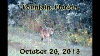 Coyote Encounter in Fountain, FL