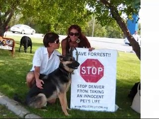 SAVE FORREST, Defeat Breed Specific Laws in Denver, CO