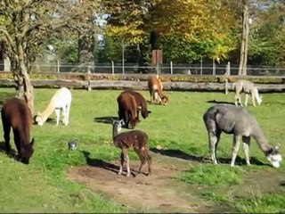 Stutfohlen Okt 08, Alpakas (Mecklenburg - Vorpommern) # 02