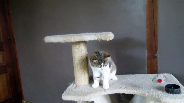 British Shorthair, chaton brown blotched tabby et blanc, Logan, A vendre / for sale