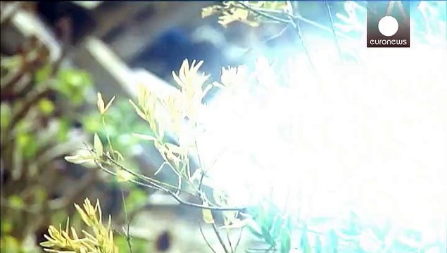 Les producteurs corses inquiets de la prolifération d' une bactérie