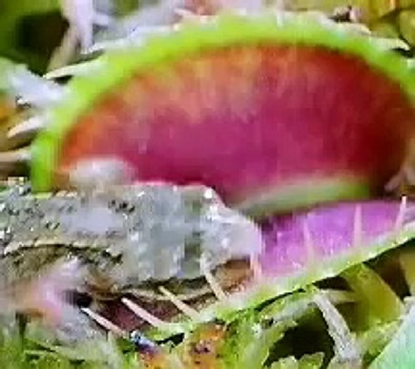 Microsoft Encarta 96 Encyclopedia - All Silent Videos (1995)