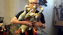 Adam Savage MYTHBUSTS The Duck Army | What's Trending Now