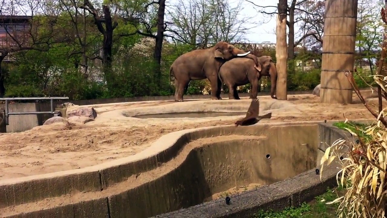 Party at Berlin Zoo