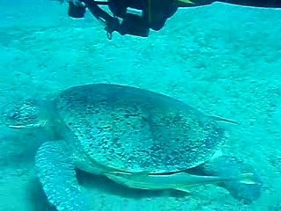 mon amie la tortue