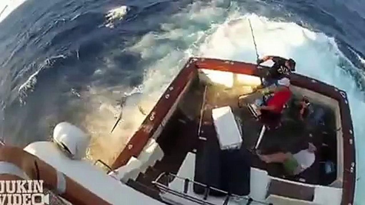 Animals Attack Compilation!