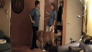 Door  Dashing Pt 1: Dog Training Tips from Villa La PAWS, Phoenix AZ