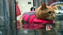 Underwater Treadmill Helps Pets Lose Weight